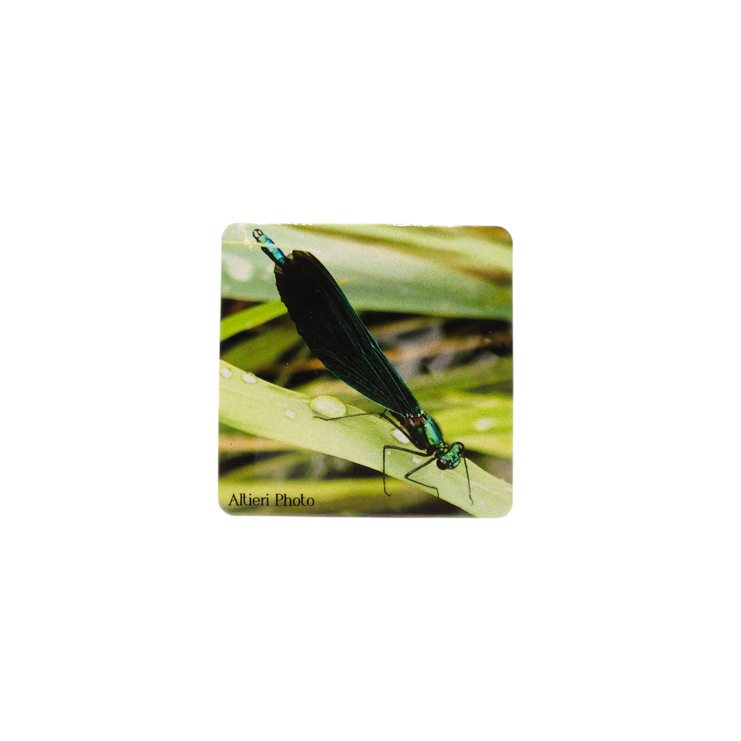 Magnet Altieri Photo
