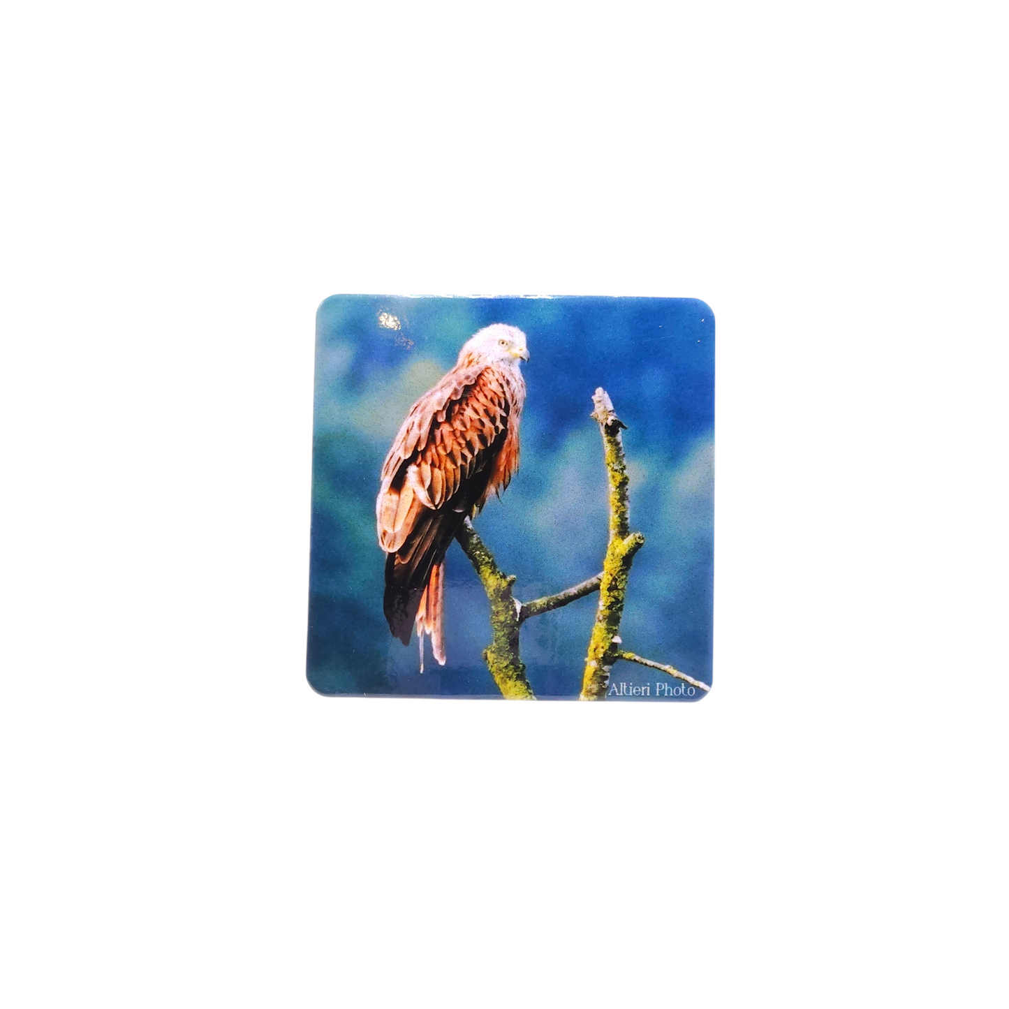Magnet Altieri Photo