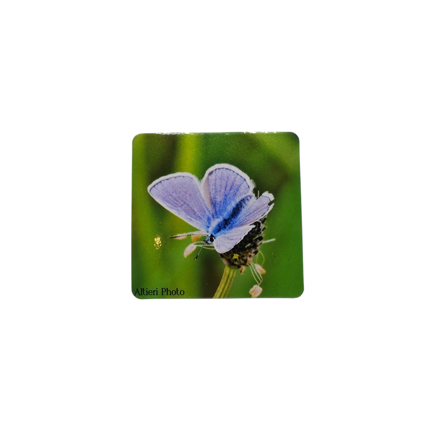 Magnet Altieri Photo