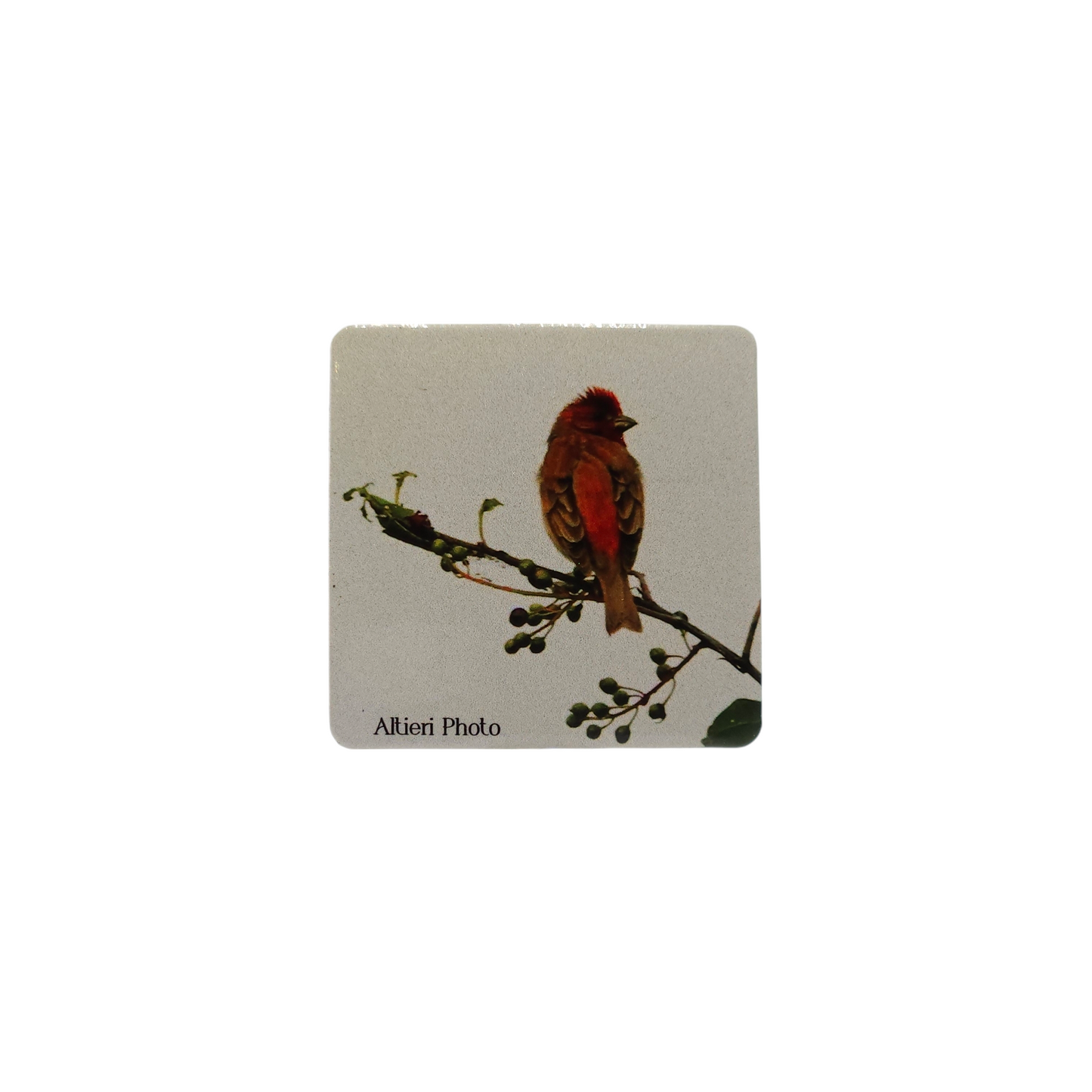Magnet Altieri Photo