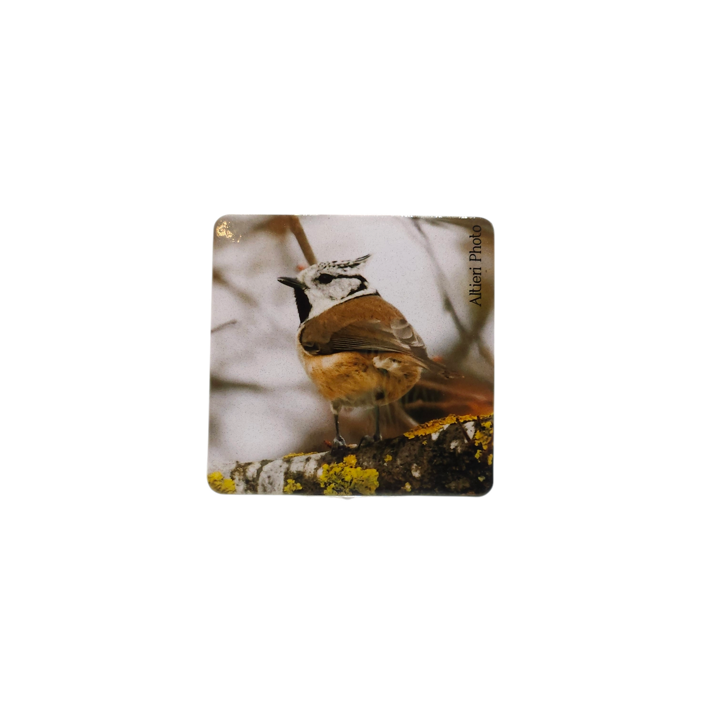 Magnet Altieri Photo